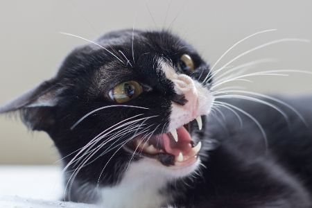 aggressive katze