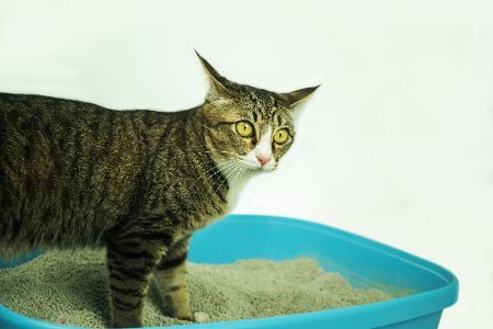 katze auf katzenklo