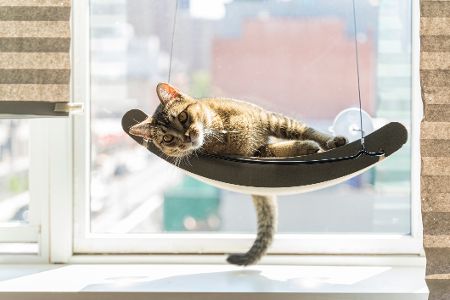 katze auf hängematte