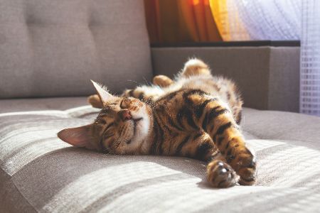 katze liegt auf dem sofa