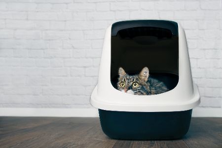 Darum sind überdachte Klos eine Zumutung für Katzen