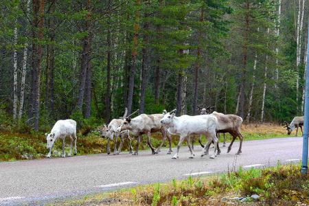 Schweden, Rentiere