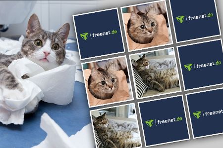 14 Dinge, die typisch für Katzen sind