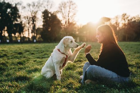 Frau sitzt mit Hund im Park und lässt sich Pfote geben