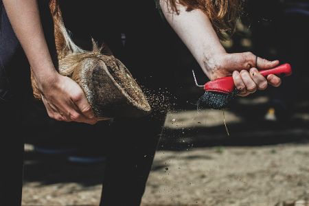 Pferd bekommt Huf ausgekratzt
