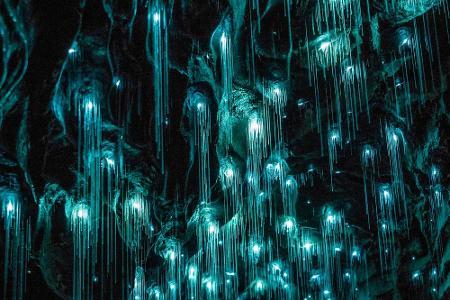 Die Waitomo Caves
