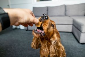 Mangelhaft: 17 Hunde­snacks im Test durchgefallen