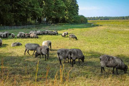 Südheide Reise