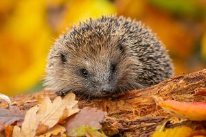 Winterschlaf im Garten: So kann man Wildtiere unterstützen
