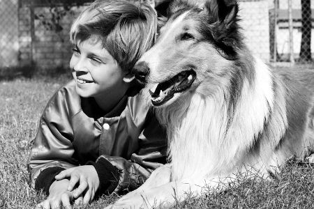 Junge liegt neben einem Collie auf dem Rasen