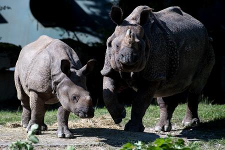 Nashorn-Mama Rapti (rechts) starb im Alter von 35 Jahren (Archivbild von 2016). Nashorn-Mama Rapti (rechts) starb im Alter von 35 Jahren (Archivbild von 2016).