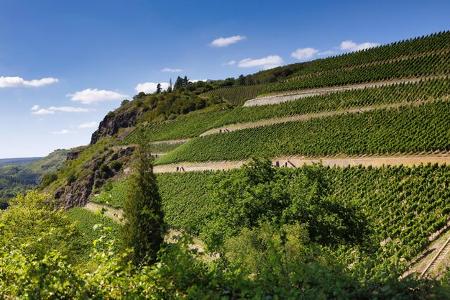 Weinberg, Wein, Nahetal, Rheinland-Pfalz