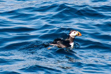 Reise Norwegen Pinguin i