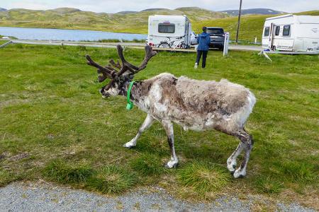 Reise Norwegen Rentier i