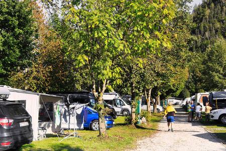 See-Camping Berau - Laubbaumreihen