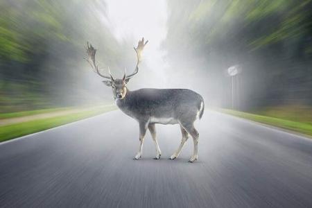 Im Herbst steigt die Gefahr von Wildunfällen.