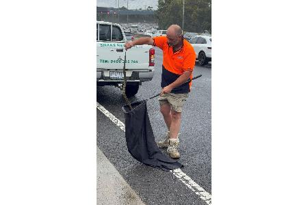 In Australien musste sich eine Frau vor einer tödlichen Giftschlange aus ihrem Auto retten. (Foto Handout) In Australien musste sich eine Frau vor einer tödlichen Giftschlange aus ihrem Auto retten. (Foto Handout)