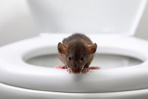 Gefahr aus der Toilette: Diese Fehler machen viele!