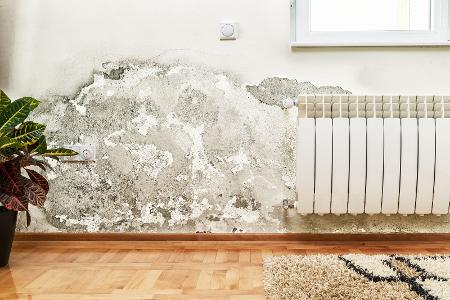 So wird man Schimmel in der Wohnung wieder los
