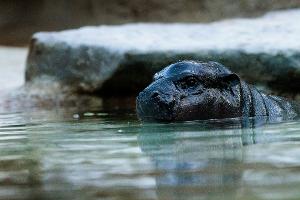 Warum wir Tierbabys so süß finden