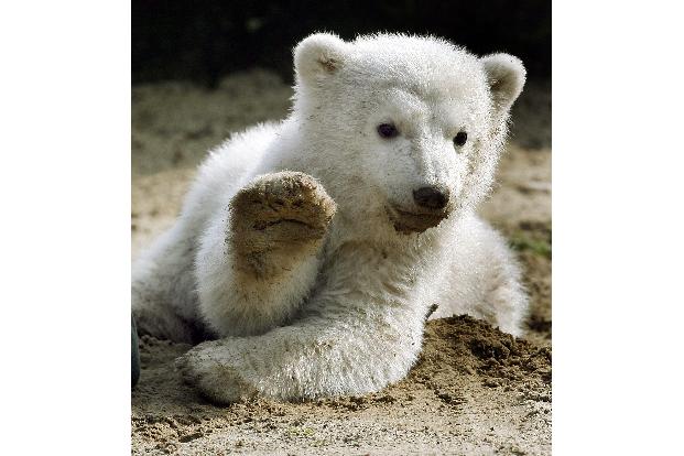 Eisbär Knut löste einen Hype aus (Archivbild). 