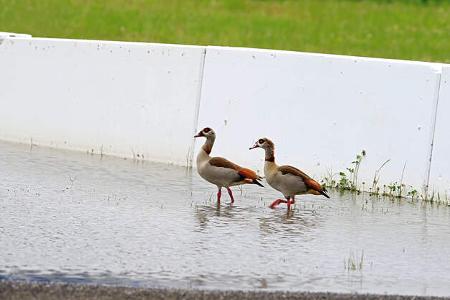 Ford Focus RS, Nilgans