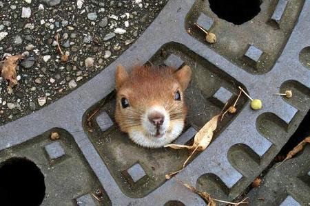 Eichhörnchen Gullydeckel