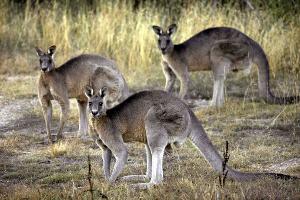 Mann in Australien soll fast 100 Kängurus erschossen haben