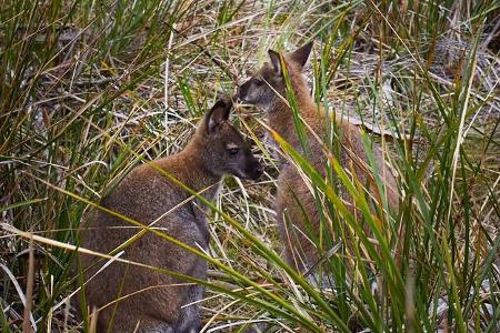 Bruny Island, Tasmanien