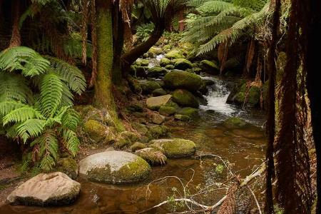 Columbia Falls Camp, Tasmanien