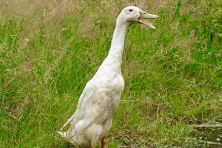 Sternenparks Niederlande