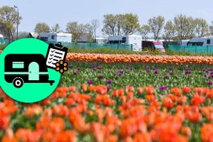 Frühlingshafte Blumenpracht in Benelux