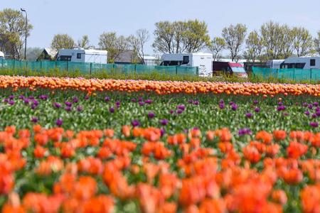 Benelux im FrŸhling Tulpen