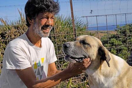 Reise Tarifa - Hütehund