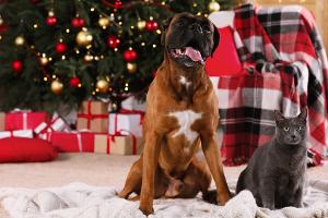 Gefahren an Weihnachten: So bleiben Haustiere in Sicherheit