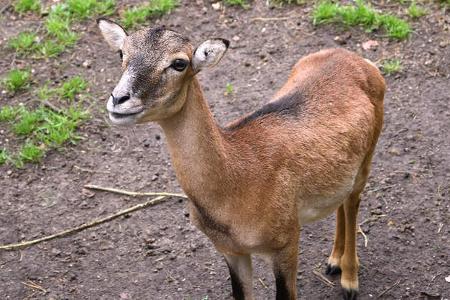 Ziege