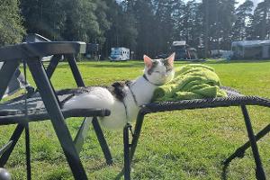 Tierische Begleiter und technische Pannen