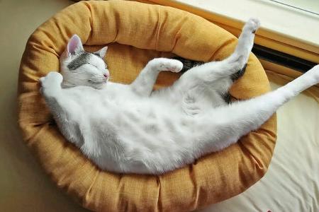Camper-Tagebuch - Katze