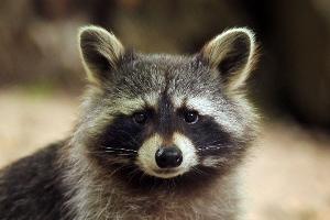 Einbrecher entpuppt sich als Waschbär