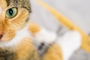 Wie Tiere für fingierte Rettungen in Gefahr gebracht werden