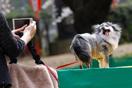 Tiervideos berühren das Herz - das kann missbraucht werden. (Symbolbild)