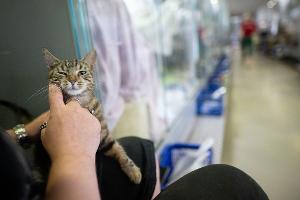 Tierschützer warnen: Ohne Geld keine Zukunft für Heime