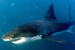 Surfer nach Haiangriff in Australien vermisst