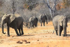 Siebenjähriger irrt fünf Tage durch Nationalpark in Simbabwe