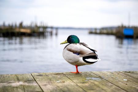 Eine Ente ist auf einem See in Braunschweig festgefroren. (Symbolbild) Eine Ente ist auf einem See in Braunschweig festgefroren. (Symbolbild)
