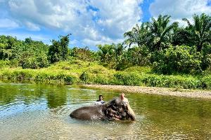 Elefant tötet in Thailand spanische Touristin