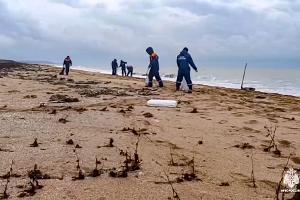 Immer mehr Delfine verenden wegen Ölpest im Schwarzen Meer