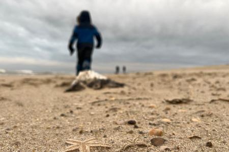 Die Tiere wurden ans Ufer gespült und verenden dort.