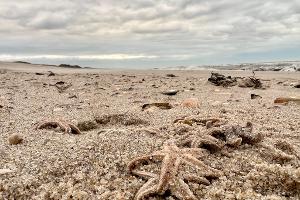Sturm spült große Mengen Seesterne auf Sylter Strand