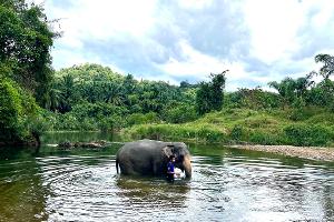 Touristin getötet: Tierschützer kritisieren Elefantencamps